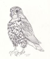 Merlin